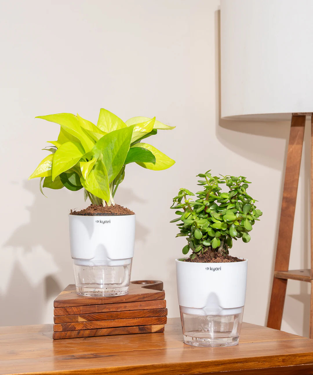 Vastu Friendly Indoor Plant Combo – Set of 2