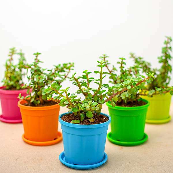 Elephant Bush, Jade Plant