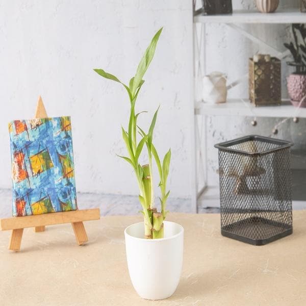 Lucky Bamboo Sticks in a Plastic Pot