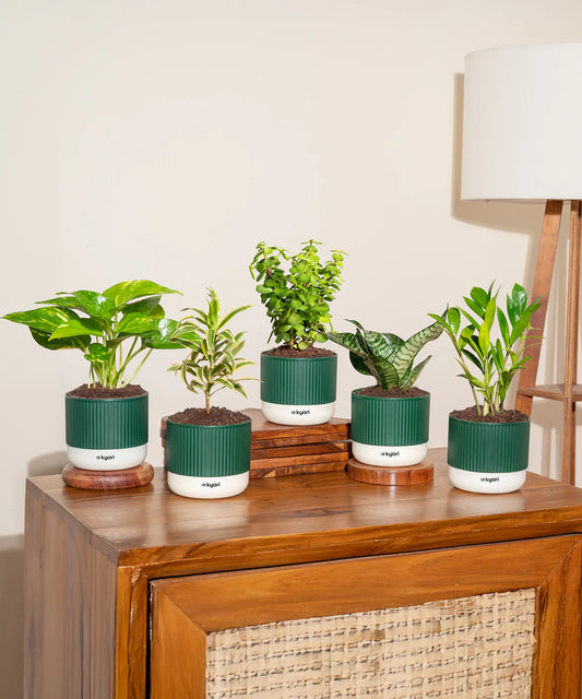 Air Purifying Indoor Plant Combo – Set of 5