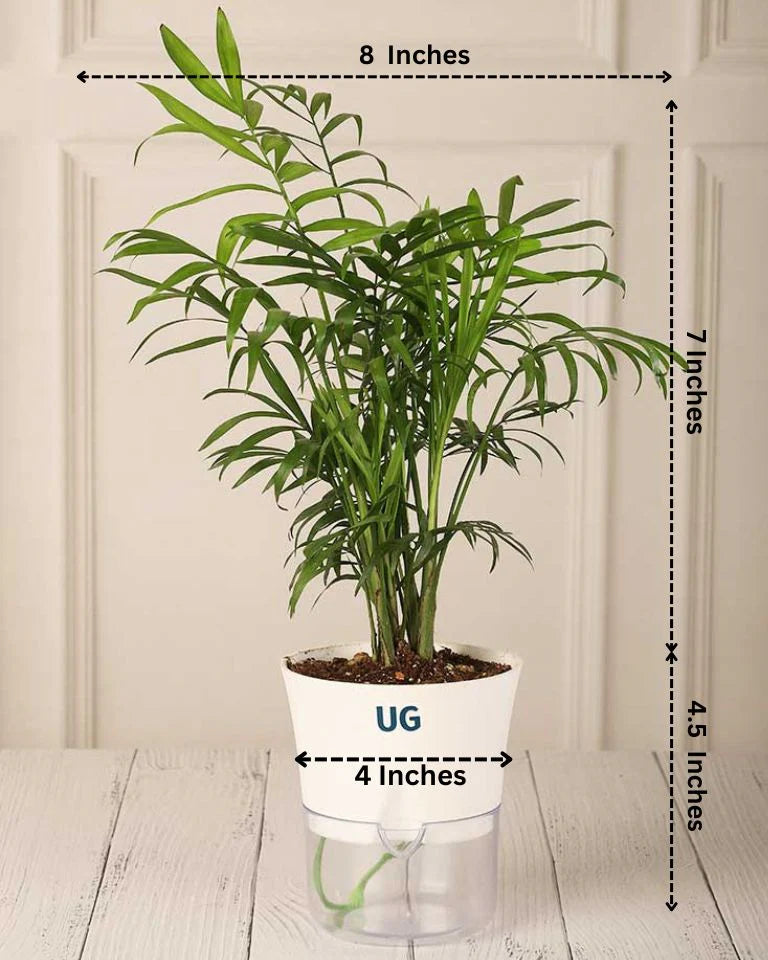 Chamaedorea Palm