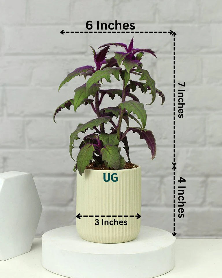 Gynura Plant in Elegant White Ceramic Pot