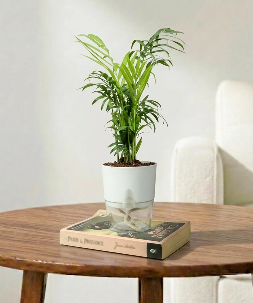 Chamaedorea Palm