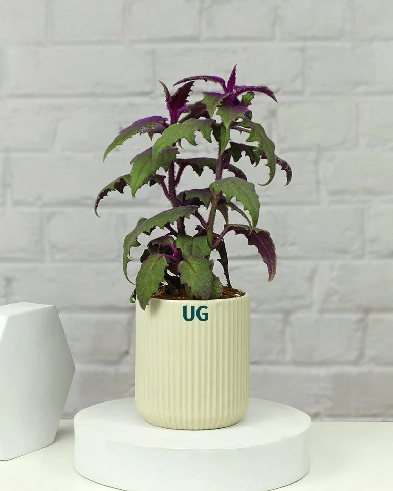 Gynura Plant in Elegant White Ceramic Pot
