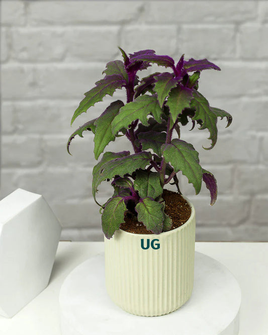Gynura Plant in Elegant White Ceramic Pot