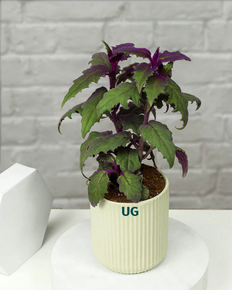 Gynura Plant in Elegant White Ceramic Pot