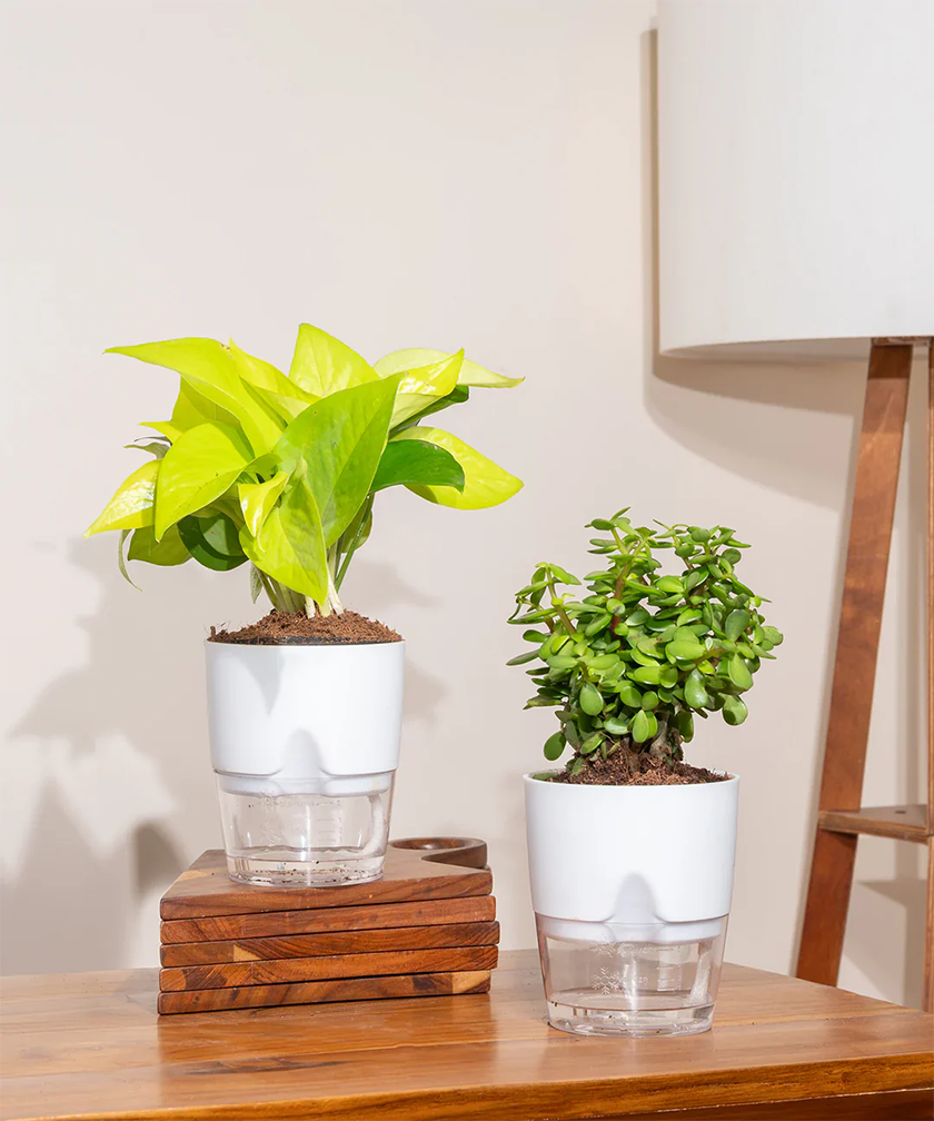 Vastu Friendly Indoor Plant Combo – Set of 2