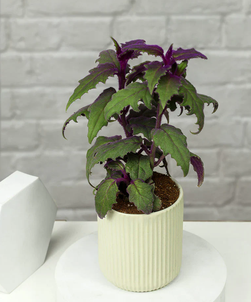 Gynura Plant in Elegant White Ceramic Pot
