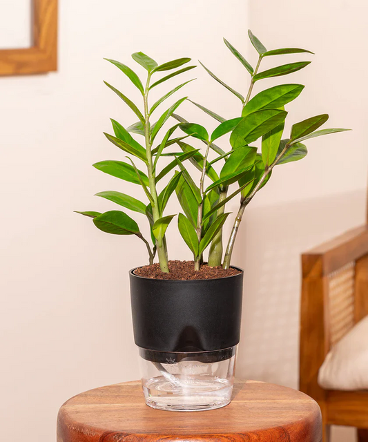 Zamia Green - ZZ Plant With Self Watering Pot