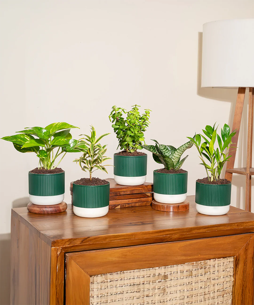 Air Purifying Indoor Plant Combo – Set of 5