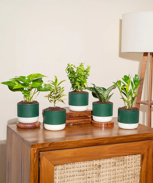 Air Purifying Indoor Plant Combo – Set of 5