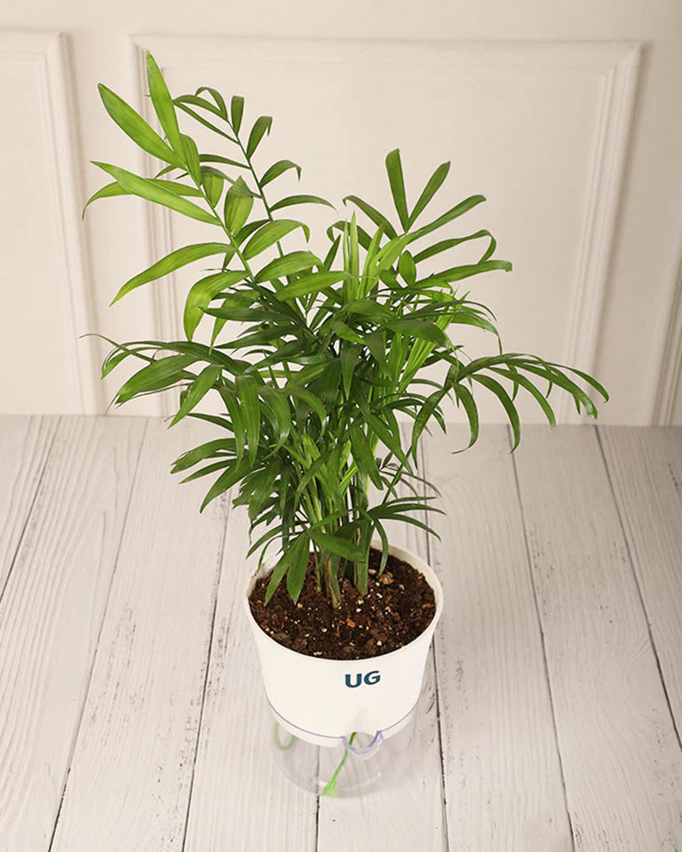 Chamaedorea Palm
