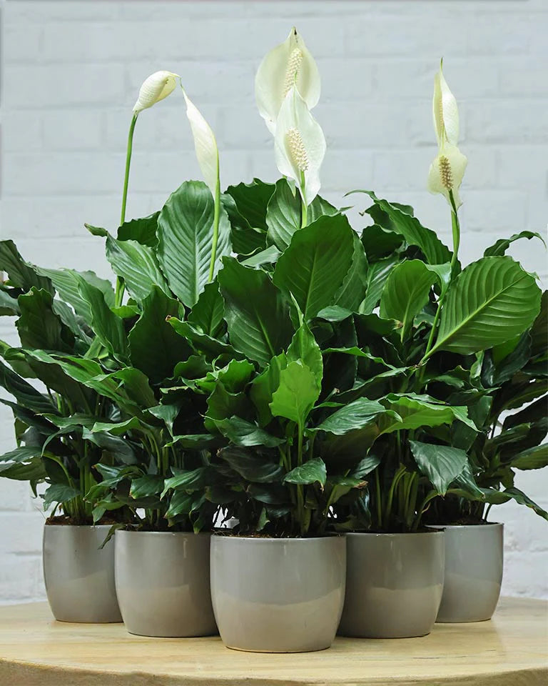 Peace Lily in Elegant Grey Ceramic Pot