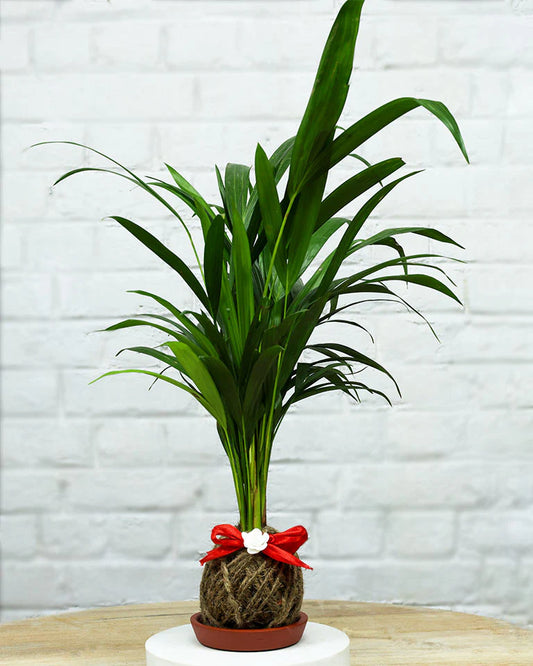 Areca Palm Kokedama