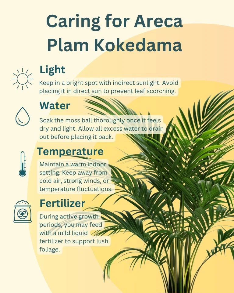 Areca Palm Kokedama