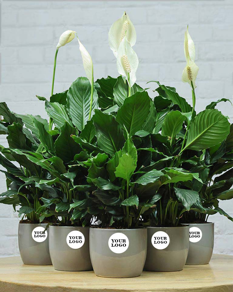 Peace Lily in Elegant Grey Ceramic Pot