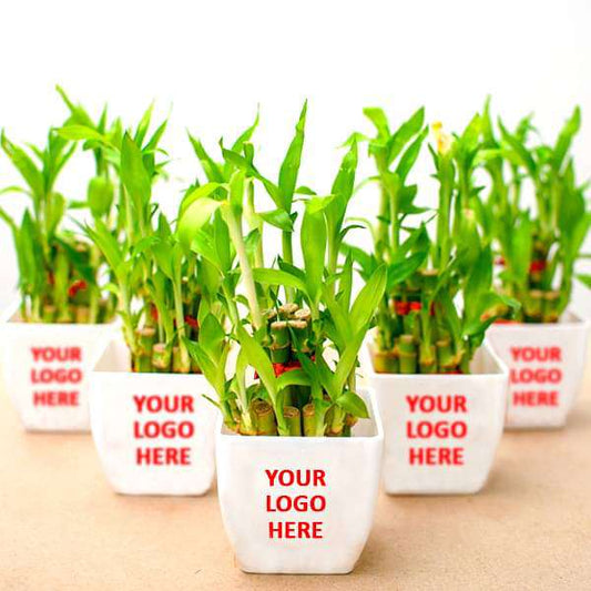 2 Layer Lucky Bamboo
