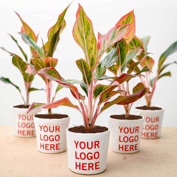 Aglaonema Lipstick Plant