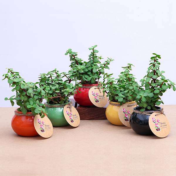 Elephant Bush, Jade Plant in Handi