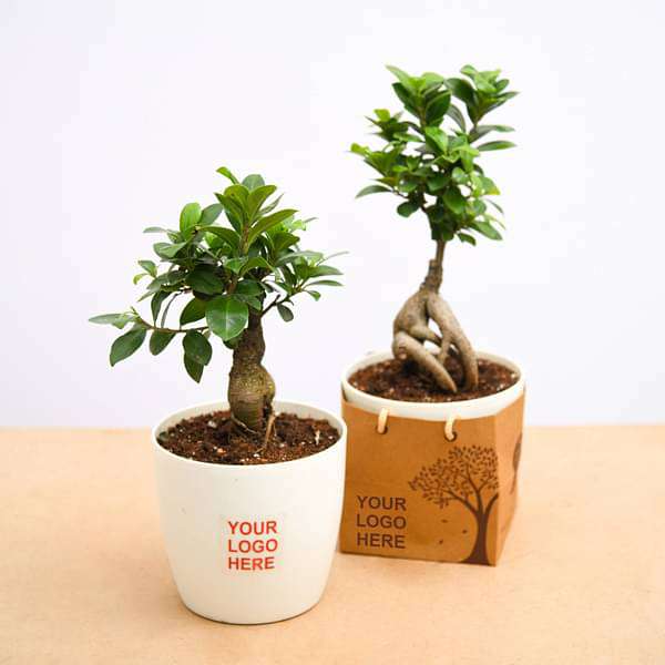 Fabulous Ficus Bonsai