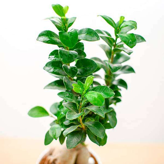 Fabulous Ficus Bonsai