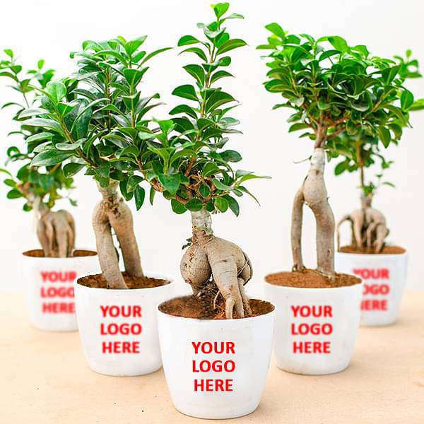 Fabulous Ficus Bonsai