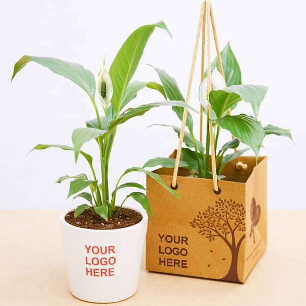 Peace Lily in Ceramic Pot