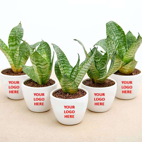 Sansevieria Plant in Ceramic Pot