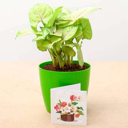 Syngonium Cream Allusion