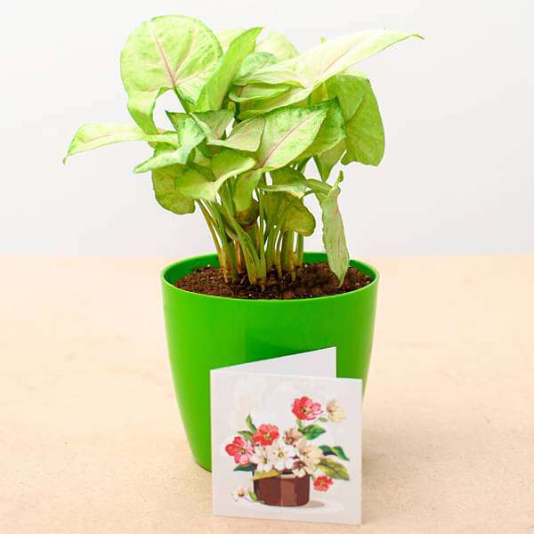 Syngonium Cream Allusion