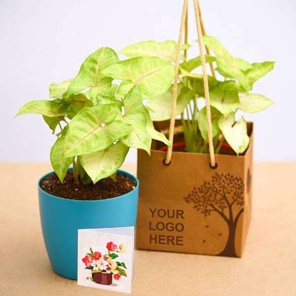 Syngonium Cream Allusion