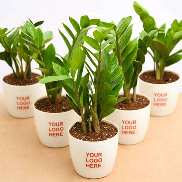 Zamioculcas zamiifolia, ZZ Plant