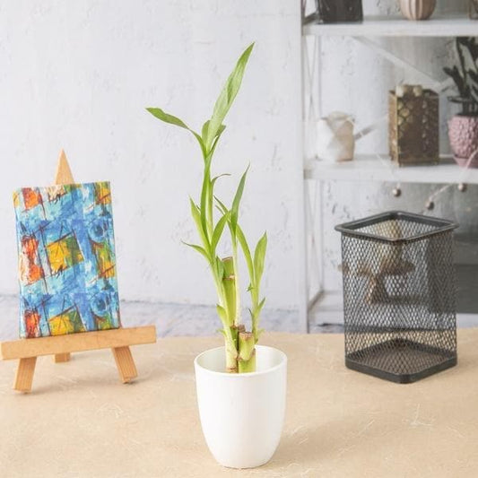 Lucky Bamboo Sticks in a Plastic Pot