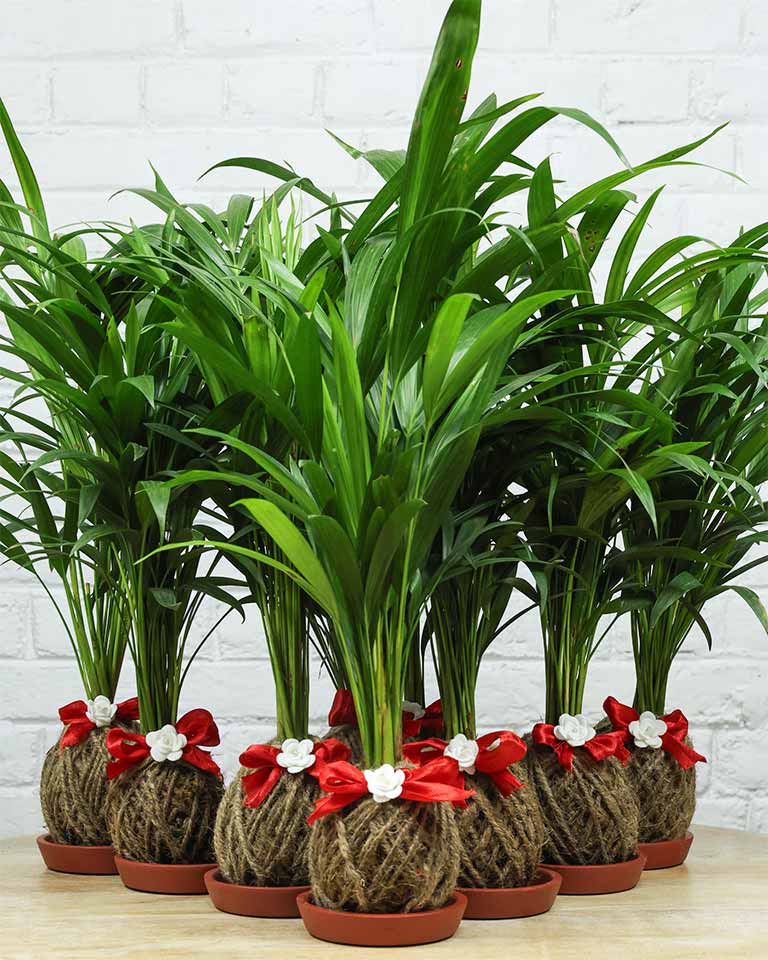 Areca Palm Kokedama